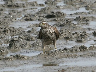 Sperwer - Eurasian Sparrowhawk