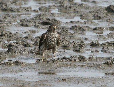 Sperwer - Eurasian Sparrowhawk