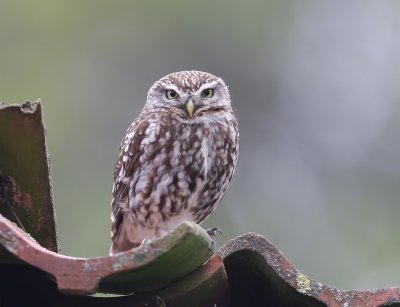 Steenuil - Little Owl