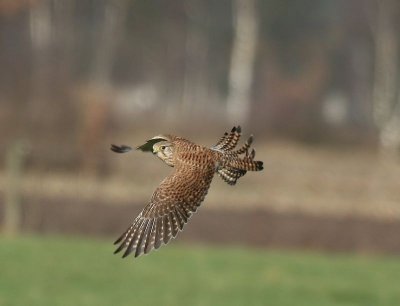 Torenvalk - Common Kestrel
