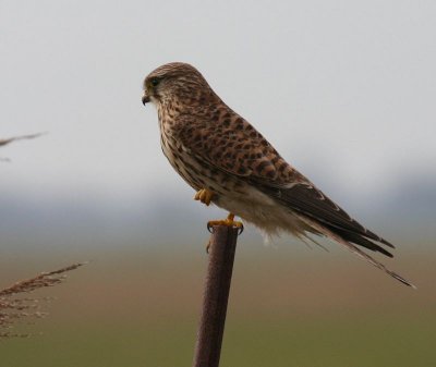 Torenvalk - Common Kestrel