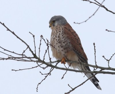 Torenvalk - Common Kestrel