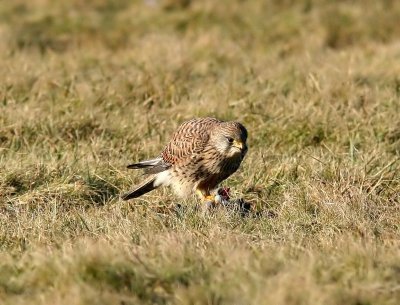 Torenvalk - Common Kestrel