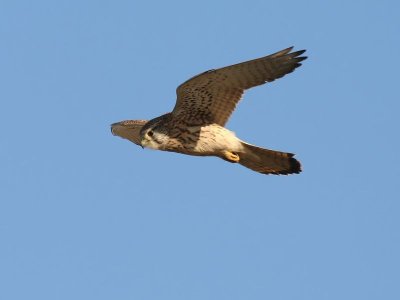Torenvalk - Common Kestrel