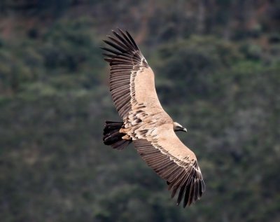 Vale gier - Eurasian Griffon Vulture