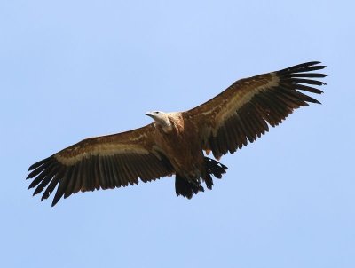 Vale gier - Eurasian Griffon Vulture