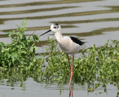 Steltkluut - Black-winged Stilt