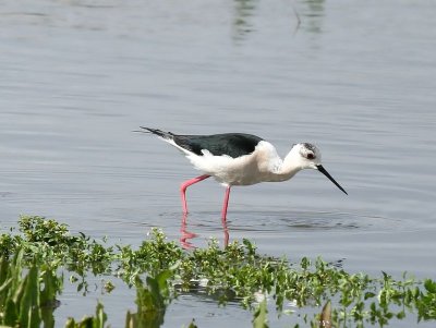 Steltkluut - Black-winged Stilt