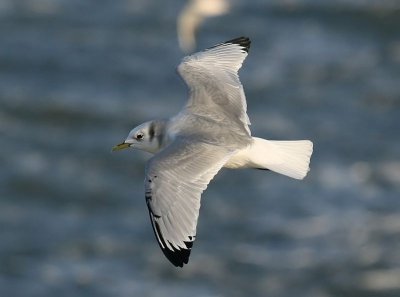 Drieteenmeeuw - Black-legged kittiwake