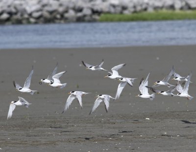 Dwergsterns - Little Terns
