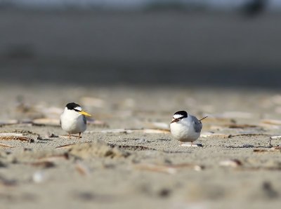 Dwergsterns - Little Terns