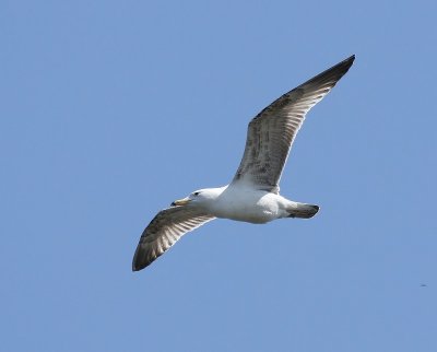 Geelpootmeeuw - Mediterranean Yellow-legged Gull