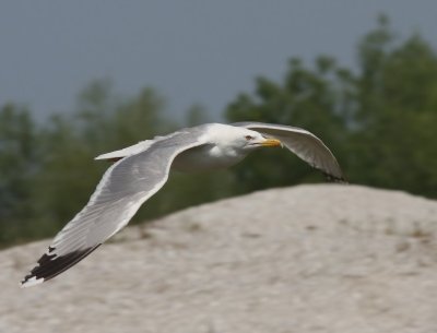 Geelpootmeeuw - Mediterranean Yellow-legged Gull