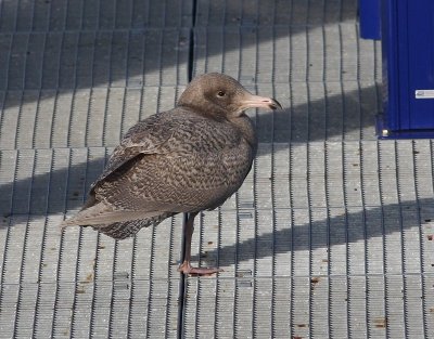 Grote Burgemeester - Glaucous Gull