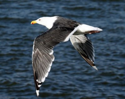 Grote Mantelmeeuw - Great Black-backed Gull