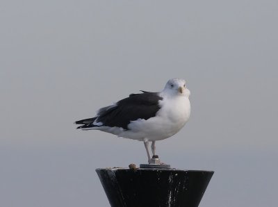 Grote Mantelmeeuw - Great Black-backed Gull