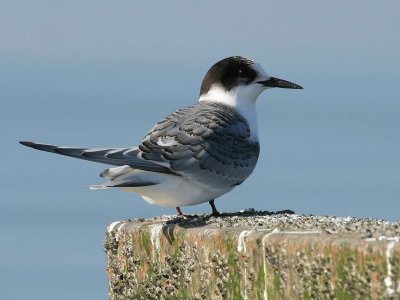 Grote Stern - Sandwich Tern