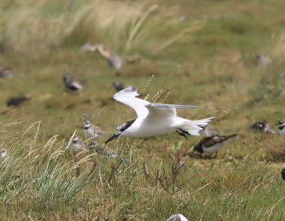 Grote Stern - Sandwich Tern