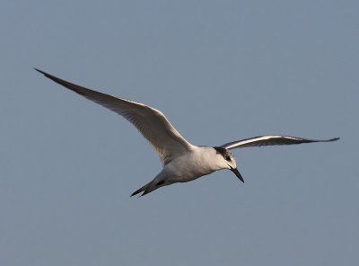 Grote Stern - Sandwich Tern