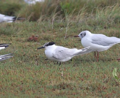 Grote Stern - Sandwich Tern