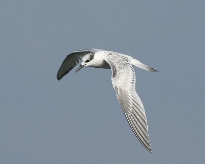 Grote Stern - Sandwich Tern