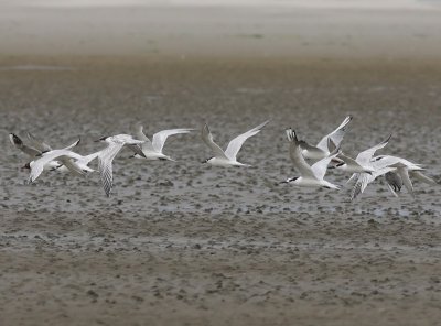 Grote Sterns - Sandwich Terns
