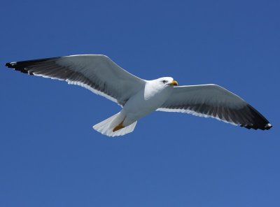 Kleine Mantelmeeuw - Lesser Black-backed Gull