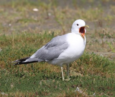 Stormmeeuw - Common Gull