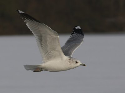 Stormmeeuw - Common Gull