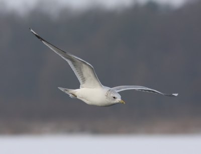 Stormmeeuw - Common Gull