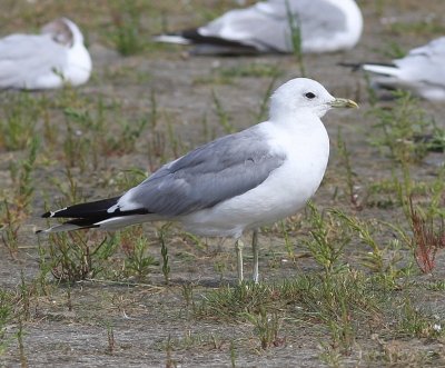 Stormmeeuw - Common Gull