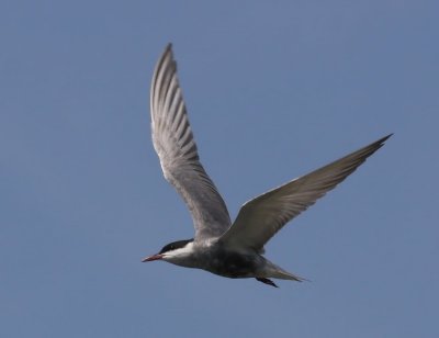 Witwangstern - Whiskered Tern