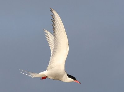 Noordse stern - Arctic Tern