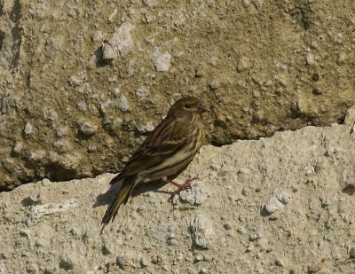 Europese Kanarie - European Serin