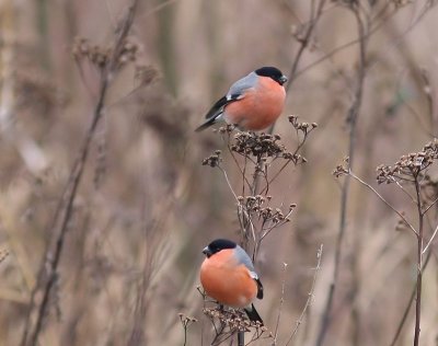 Goudvinken - Eurasian Bullfinches
