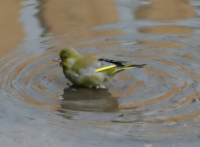 Groenling - European Greenfinch