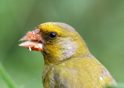 Groenling - European Greenfinch