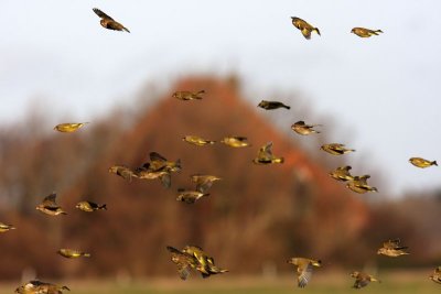 Groenlingen - European Greenfinches