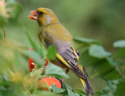 Groenling - European Greenfinch