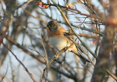 Keep - Brambling