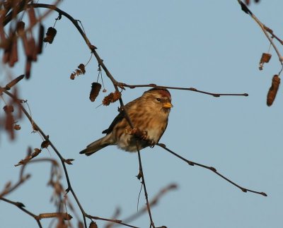 Kleine Barmsijs- Lesser Redpoll