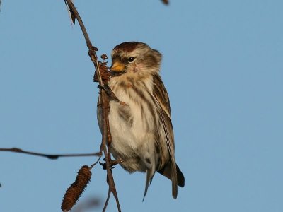 Kleine Barmsijs - Lesser Redpoll