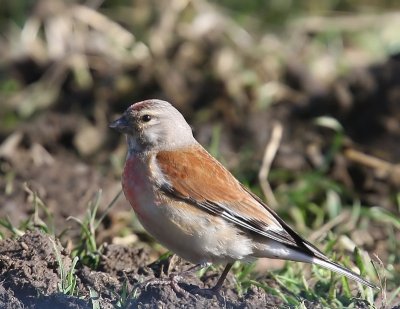 Kneu - Common Linnet
