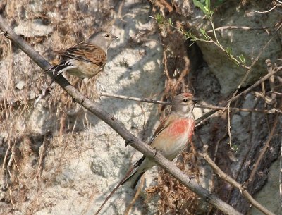 Kneus - Common Linnets