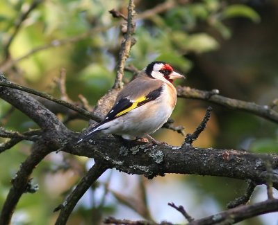 Putter - European Goldfinch