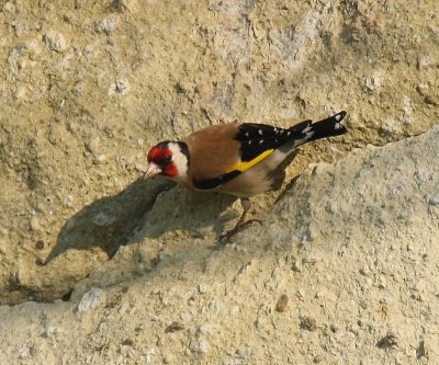 Putter - European Goldfinch