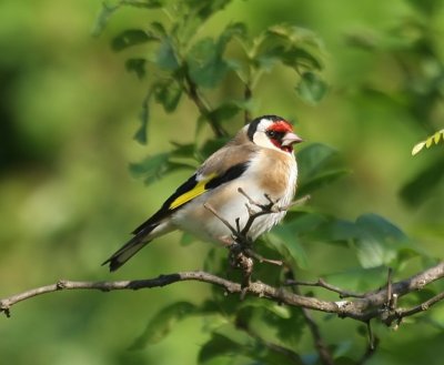 Putter - European Goldfinch