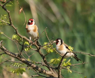 Putters - European Goldfinches