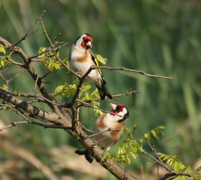 Putters - European Goldfinches