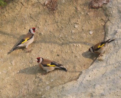 Putters - European Goldfinches